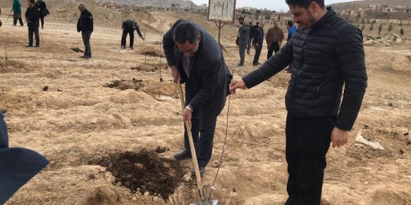 غرس يك اصله نهال توسط مديرعامل سازمان همياري هاي استان مركزي